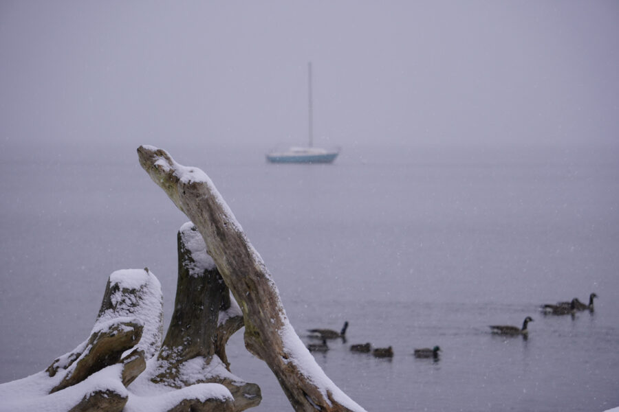 Snowy Whidbey